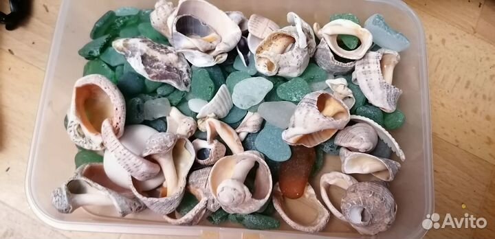 Морские ракушки раковины