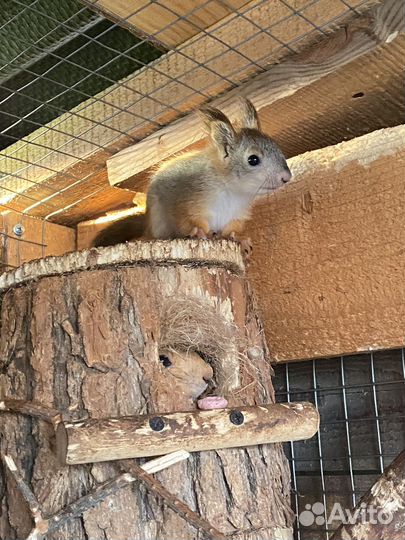 Белка обыкновенная векша