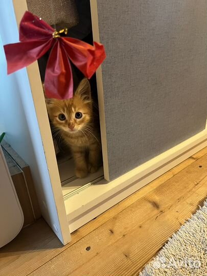 Рыжий котенок
