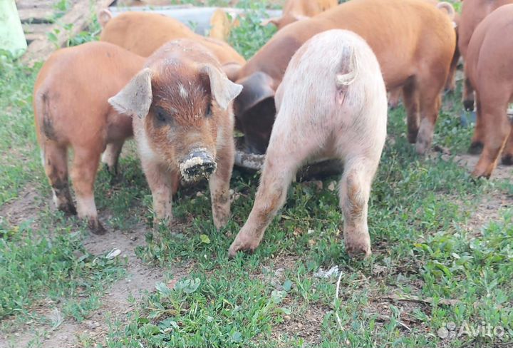 Поросенок ландрас-дюрок