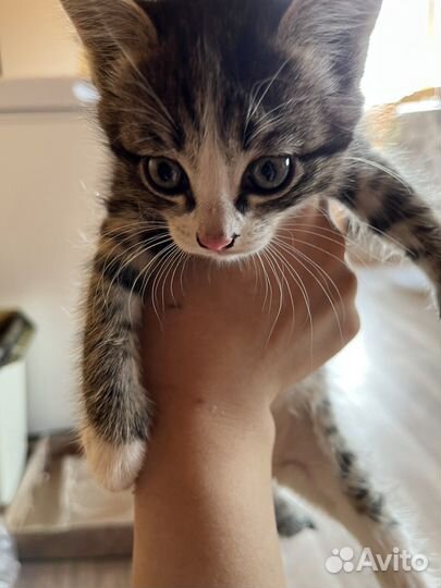 Котята в добрые руки 2,5 месяца