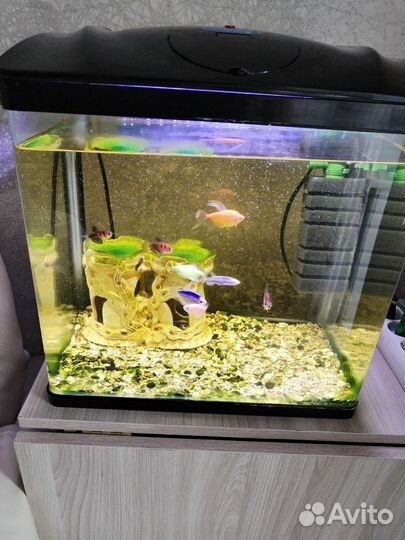 Аквариум