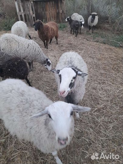 Овцы романовской породы
