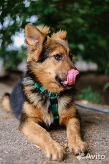 Щенок Вивальди. Приют Некрасовка