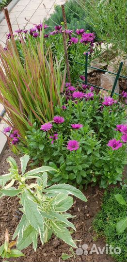 Цветы для сада