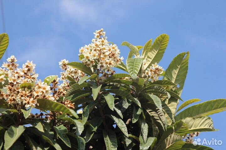 Мушмула Японская