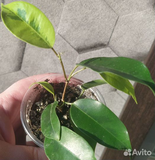 Фикус бенджамина сорт 
