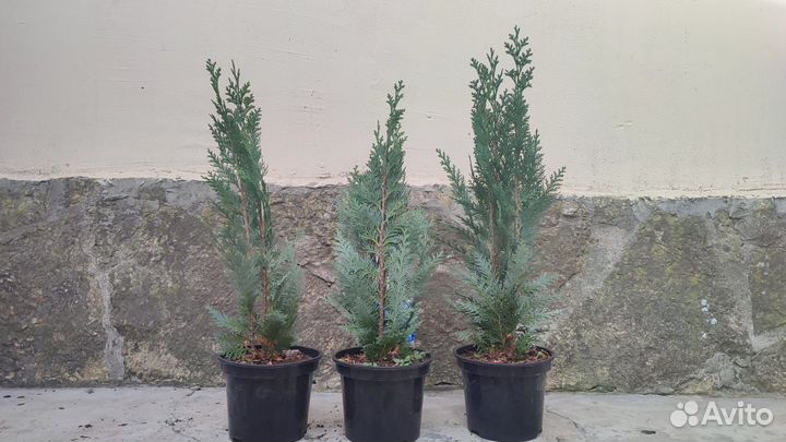 Хвойные растения