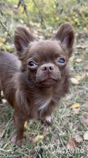 Вязка собак чихуахуа