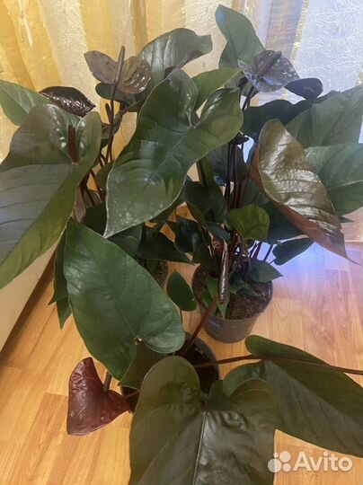 Антуриум Черный дракон