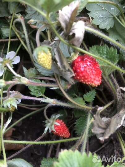 Саженцы земляника ремонтантная, клубника садовая