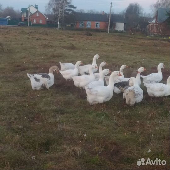 Гуси на завод