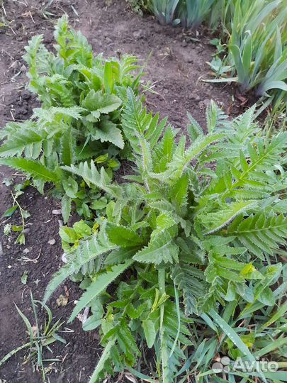 Цветы многолетние