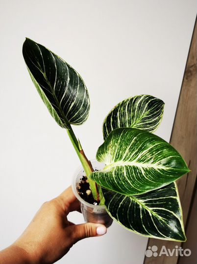 Филодендроны