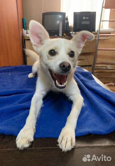 Подобрали пёсика, хороший мальчик ищет дом