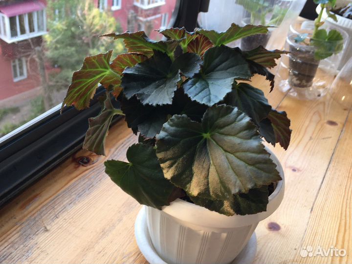 Бегония элатиор