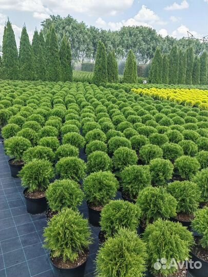 Декоративные растения для сада