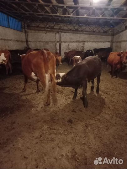 Коровы и телята