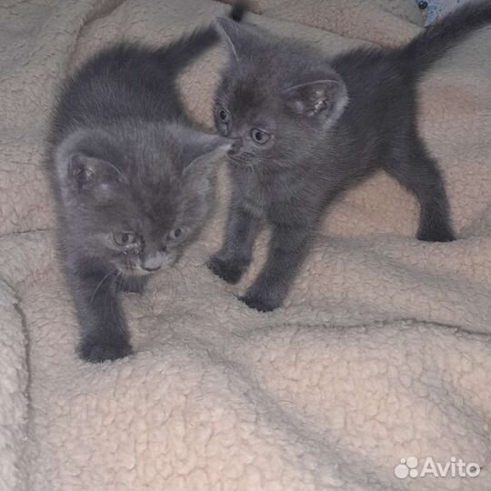 Британские котята