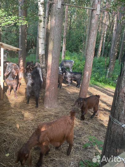 Козлики Шами