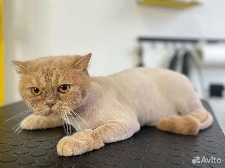 Стрижка кошек