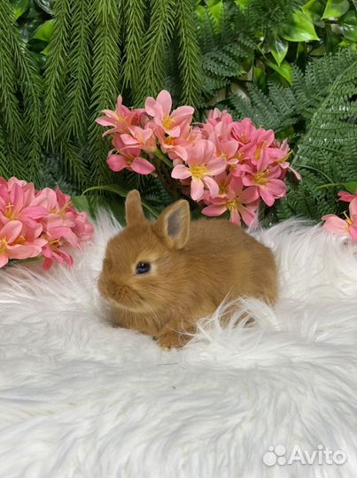 Мини кролики