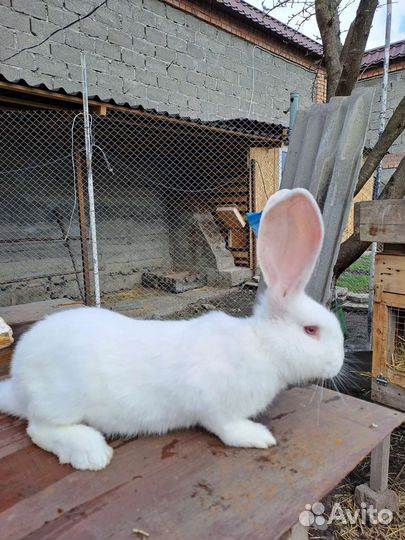 Кролики великаны