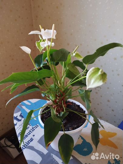 Антуриум антедезия вайт