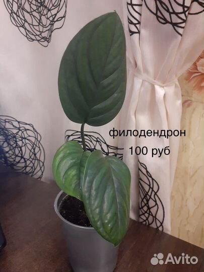 Комнатные растения