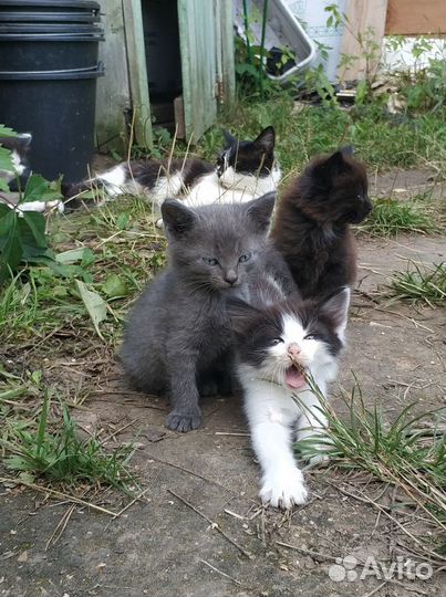 Глупыши (котята)