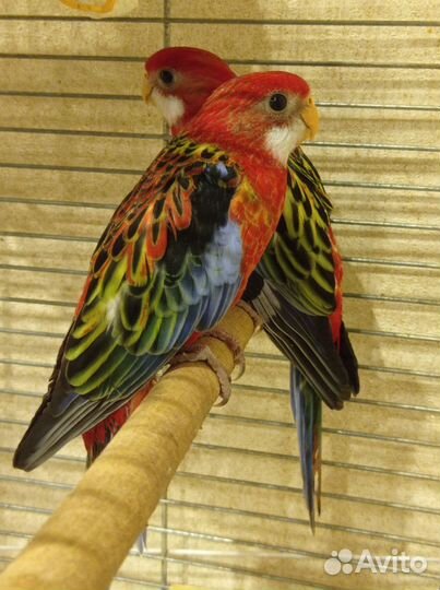 Розеллы птенцы