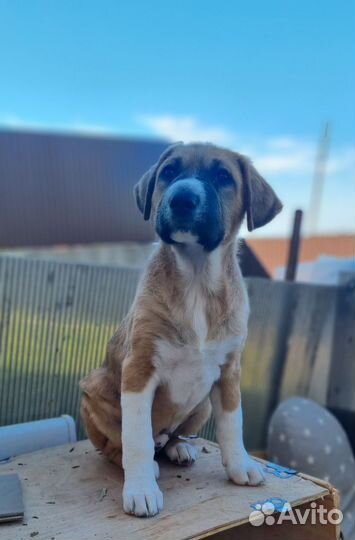 Щенок в добрые руки