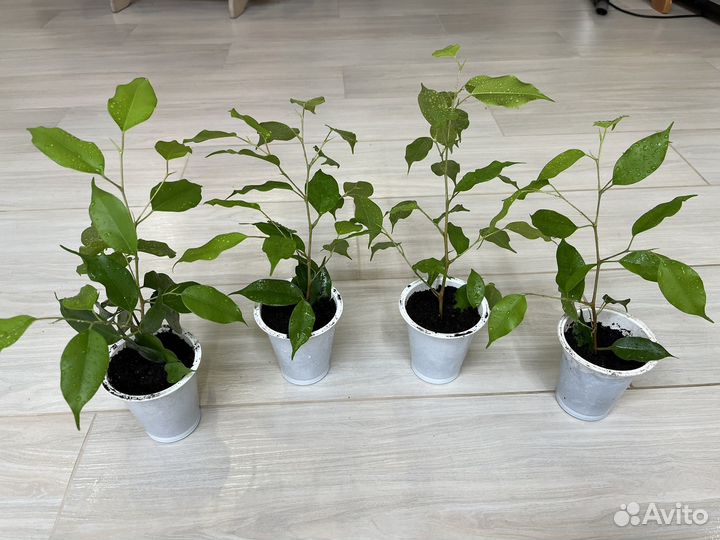 Фикус бенджамина