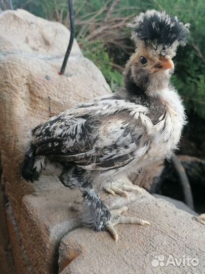 Инкубационное яйцо