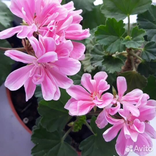 Миниатюрная пеларгония