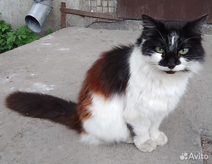 Отдам в добрые руки