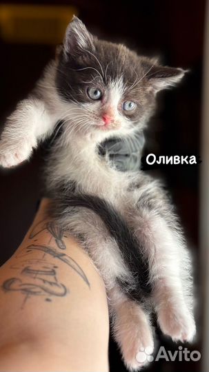 Кошка в дар бесплатно