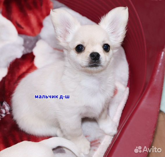 Красивые щенки чихуахуа