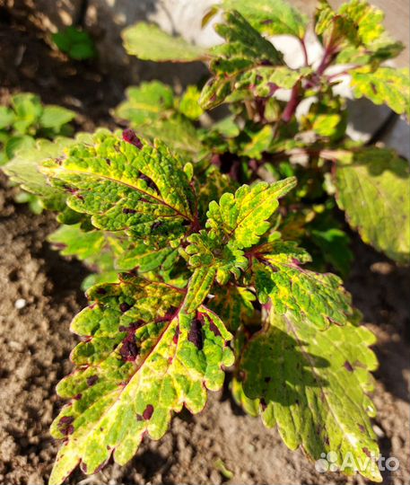 Колеусы вегетативные