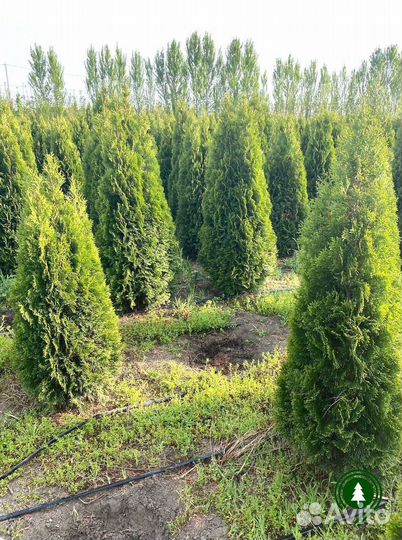 Туя. Из питомника