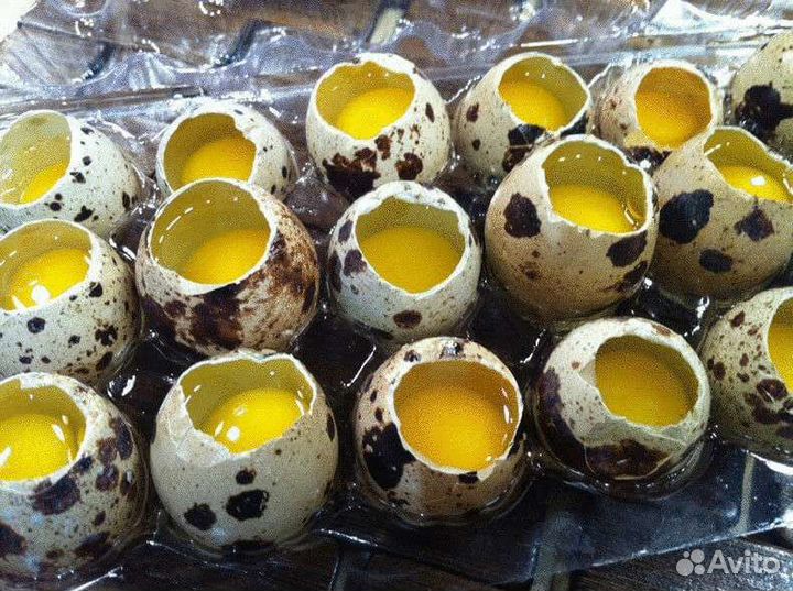 Яйца перепелиные домашние