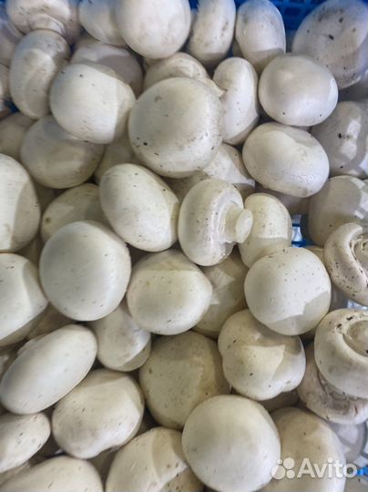 Грибы шампиньоны