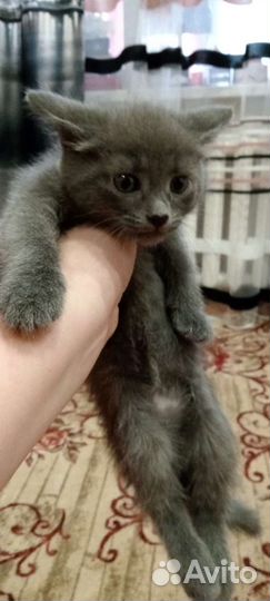 Кошка в дар бесплатно