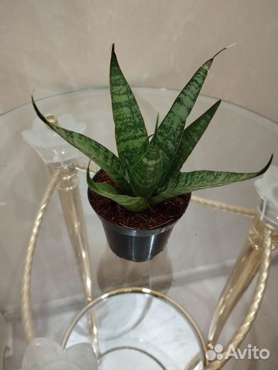 Сансевиерии Абрутианы Йеллоустоун,Марлоу,Sem и др