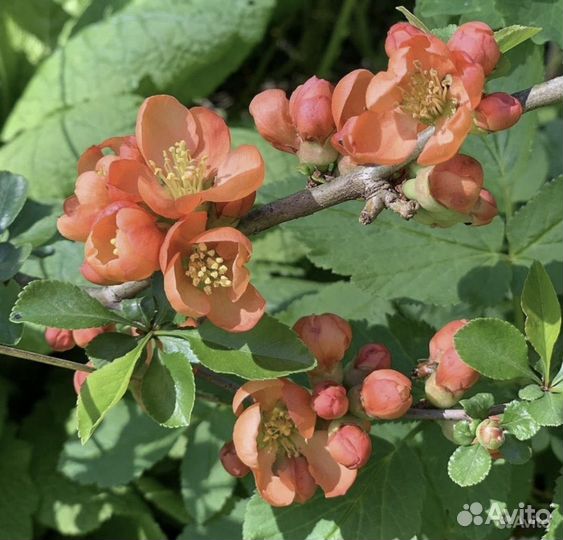 Кустарники