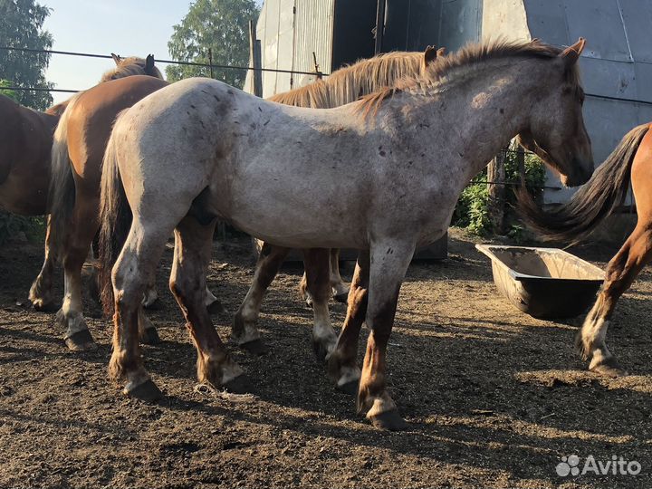 Жеребцы Советские Тяжеловозы