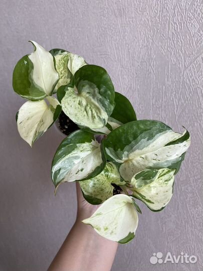 Эпипремнум хеппи лиф, пиннатум вайт, неон