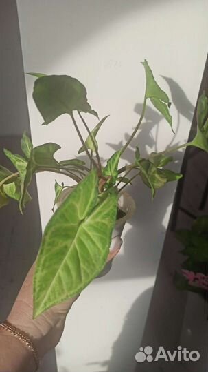 Сингониум Arrow