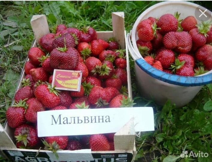 Клубника саженцы