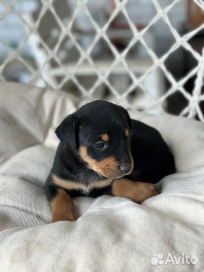 Щенки ротвейлера продажа